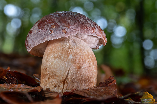 hríb sosnový Boletus pinophilus Pil. et Dermek in Pil.