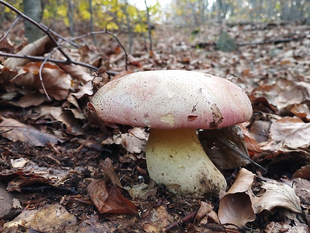 hríb kráľovský Butyriboletus regius (Krombh.) D. Arora & J.L. Frank