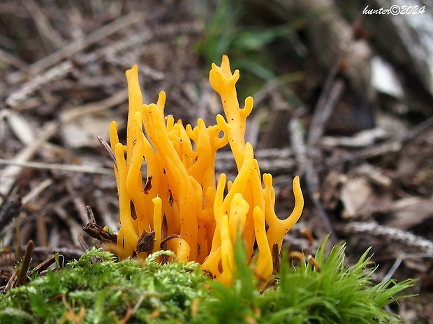 parôžkovec lepkavý Calocera viscosa (Pers.) Fr.