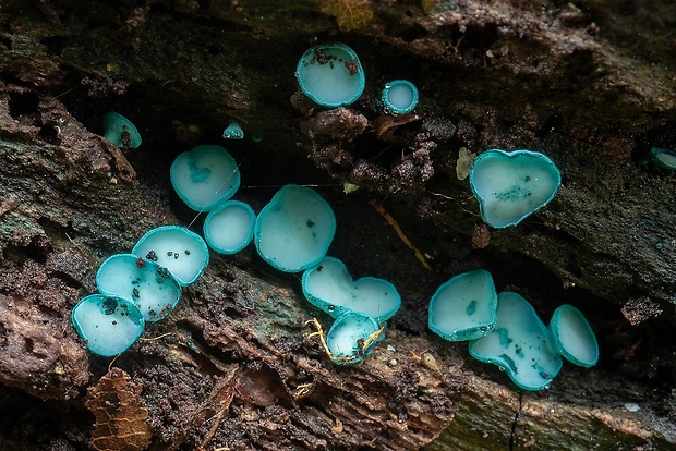 zelenica Chlorociboria sp.