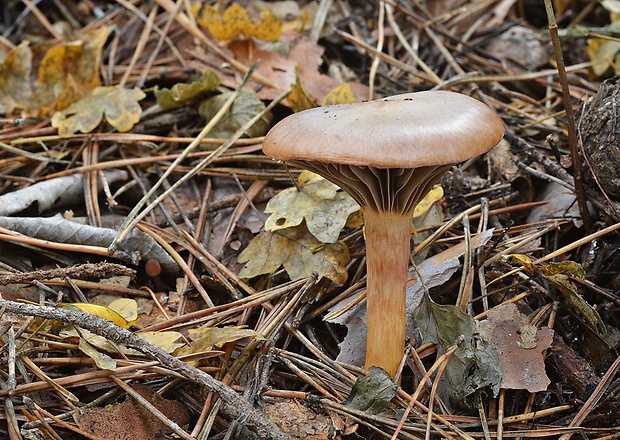 sliziak lepkavý Chroogomphus rutilus (Schaeff.) O.K. Mill.