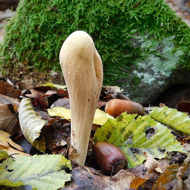 kyjak obrovský Clavariadelphus pistillaris (Fr.) Donk