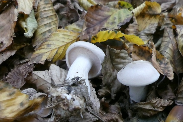 strmuľka inovaťová Clitocybe nebularis (Batsch) P. Kumm.