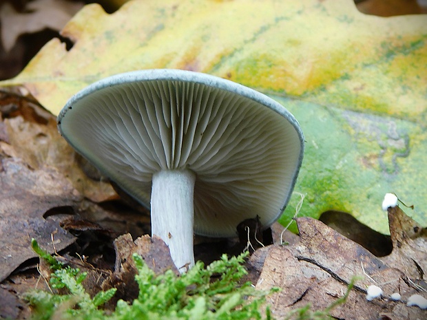 strmuľka anízová Clitocybe odora (Bull.) P. Kumm.