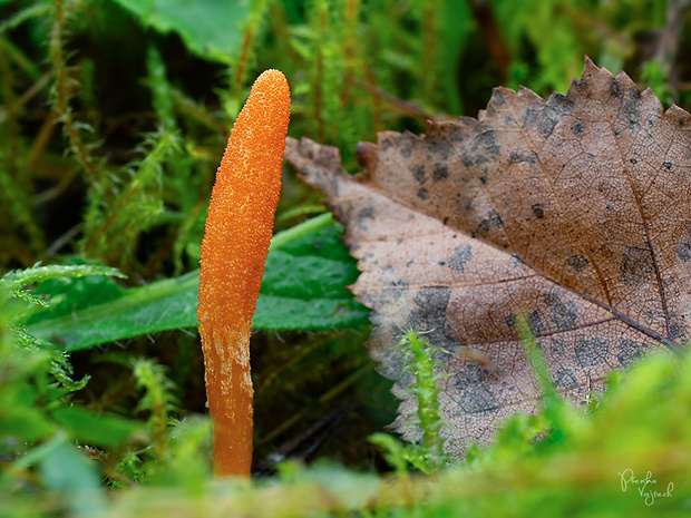 žezlovka hmyzová Cordyceps militaris (Fr.) Link