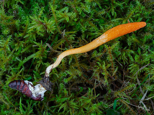 žezlovka hmyzová Cordyceps militaris (Fr.) Link