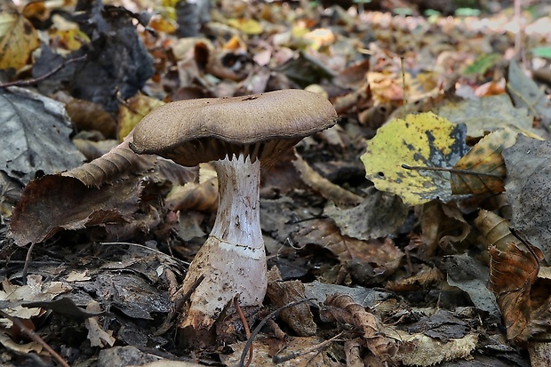 pavučinovec Cortinarius sp.