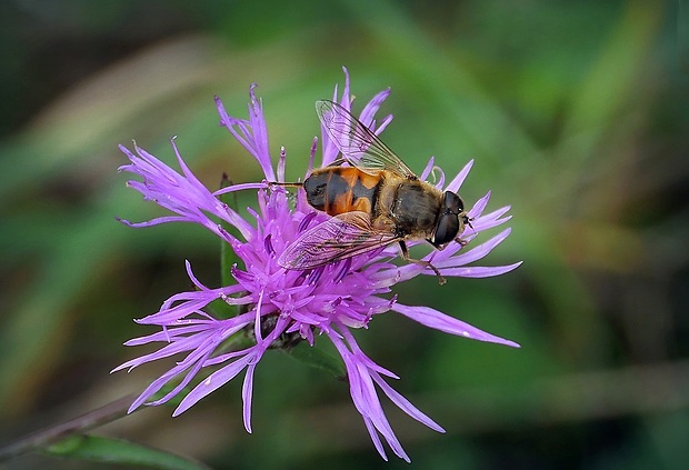 trúdovka obyčajná (sk) / pestřenka trubcová (cz) Eristalis tenax (Linnaeus, 1758)