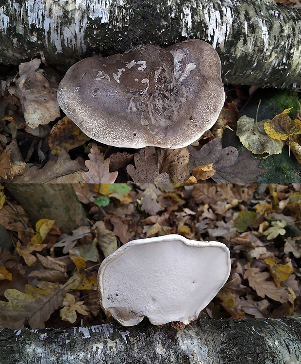 brezovník obyčajný Fomitopsis betulina (Bull.) B.K. Cui, M.L. Han & Y.C. Dai