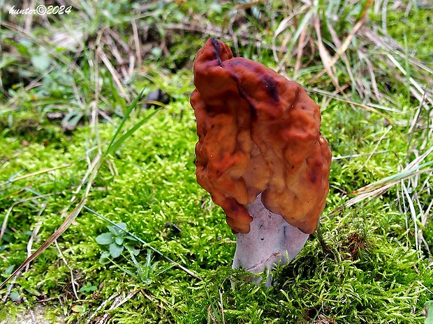 ušiak mitrovitý Gyromitra infula (Schaeff.) Quél.