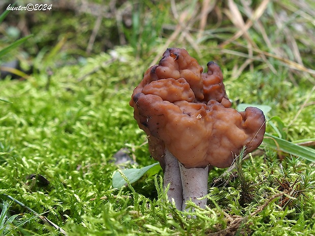 ušiak mitrovitý Gyromitra infula (Schaeff.) Quél.