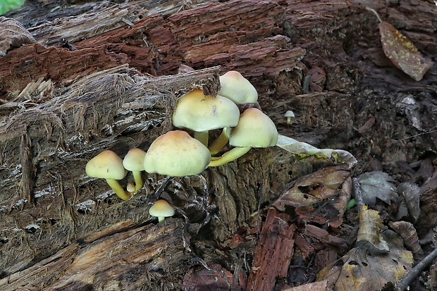 strapcovka zväzkovitá Hypholoma fasciculare (Huds.) P. Kumm.