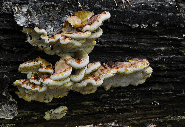 smolokôrovka buková Ischnoderma resinosum (Schrad.) P. Karst.