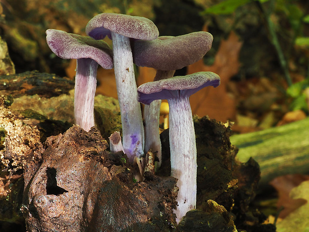 lakovka ametystová Laccaria amethystina (Huds.) Cooke