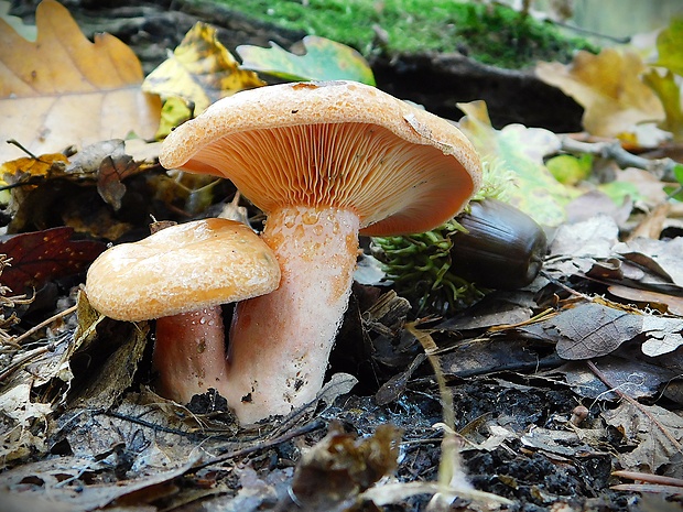 rýdzik pravý Lactarius deliciosus (L.) Gray