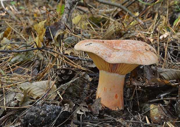 rýdzik pravý Lactarius deliciosus (L.) Gray