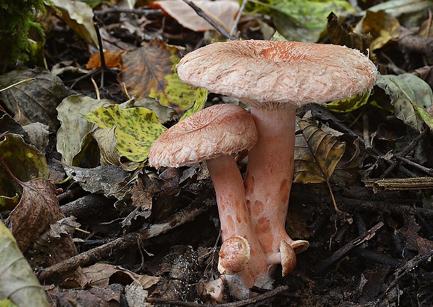 rýdzik kravský Lactarius torminosus (Schaeff.) Gray