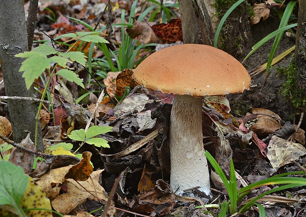 kozák osikový Leccinum albostipitatum den Bakker & Noordel.