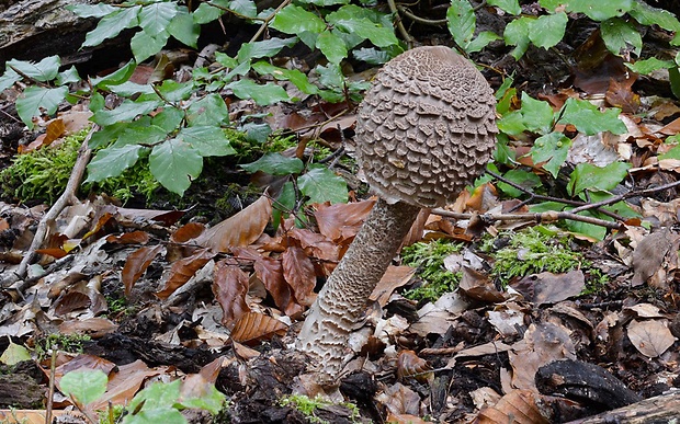 bedľa vysoká Macrolepiota procera (Scop.) Singer