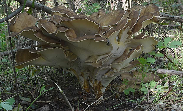 vejárovec obrovský Meripilus giganteus (Pers.) P. Karst.