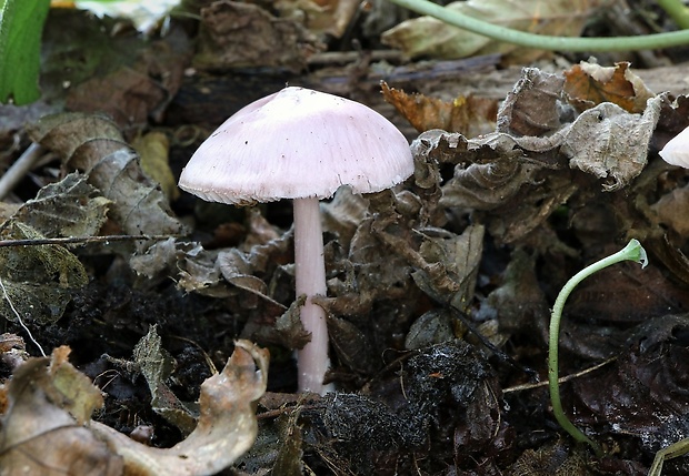 prilbička ružovkastá Mycena rosea Gramberg