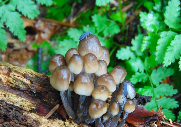 prilbička Mycena sp.