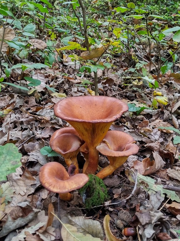 kališník hnedooranžový Omphalotus olearius (DC.) Singer