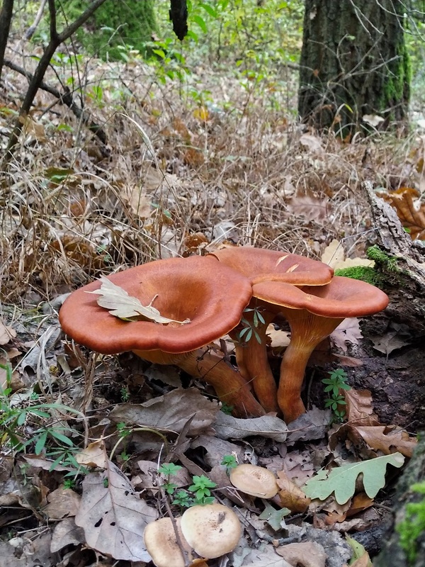 kališník hnedooranžový Omphalotus olearius (DC.) Singer