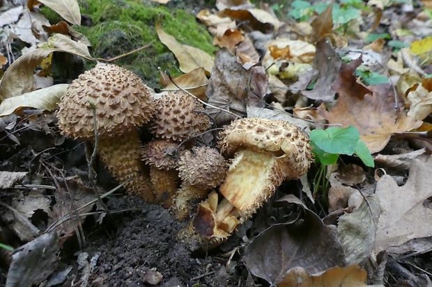 šupinovka šupinatá Pholiota squarrosa (Vahl) P. Kumm.