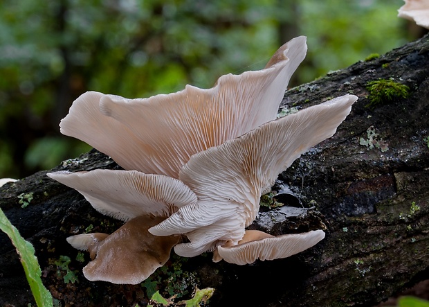 hliva Pleurotus sp.