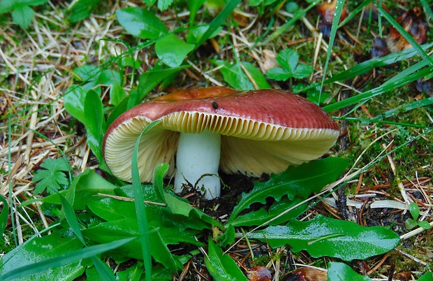 plávka Russula sp.