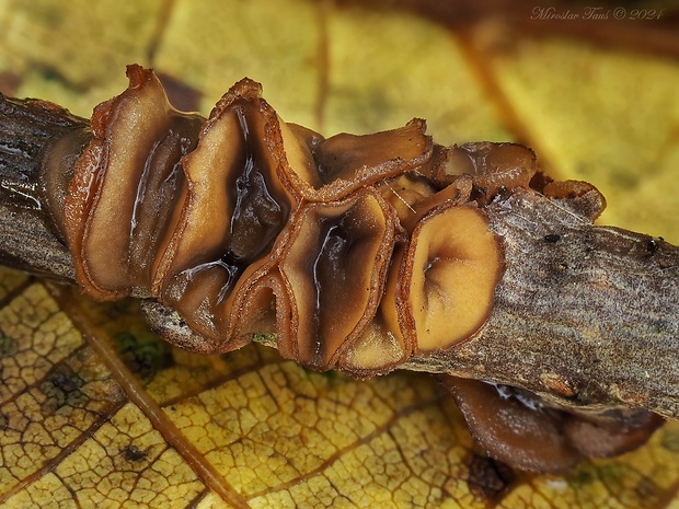 terčovka Rutstroemia tiliacea (Fr.) K. Holm & L. Holm