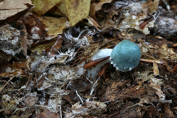 golierovka zelenomodrá Stropharia caerulea Kreisel