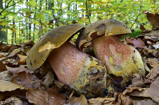 hríb zrnitohlúbikový Sutorius luridiformis (Rostk.) G. Wu & Zhu L. Yang