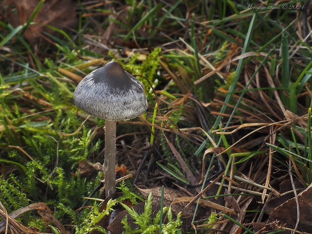 sivolupeňovka Tephrocybe rancida (Fr.) Donk