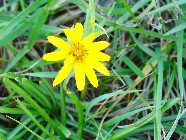 kozobrada lúčna Tragopogon pratensis L.