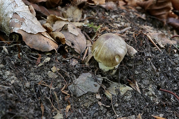 čírovka ? Tricholoma sp.