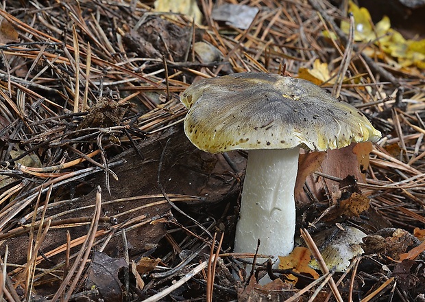 čírovka olivovohnedá Tricholoma viridilutescens M.M. Moser