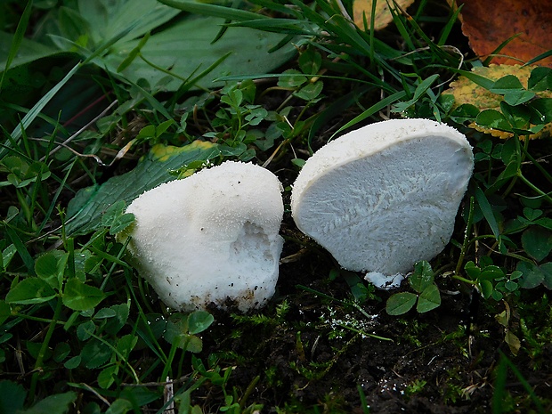 popolníček stlačený Vascellum pratense (Pers.) Kreisel