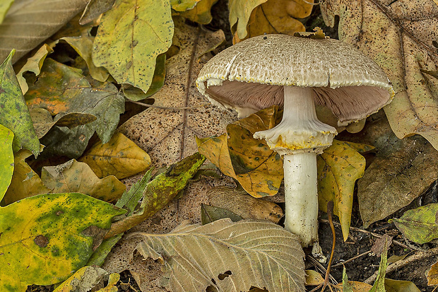 pečiarka Agaricus sp.