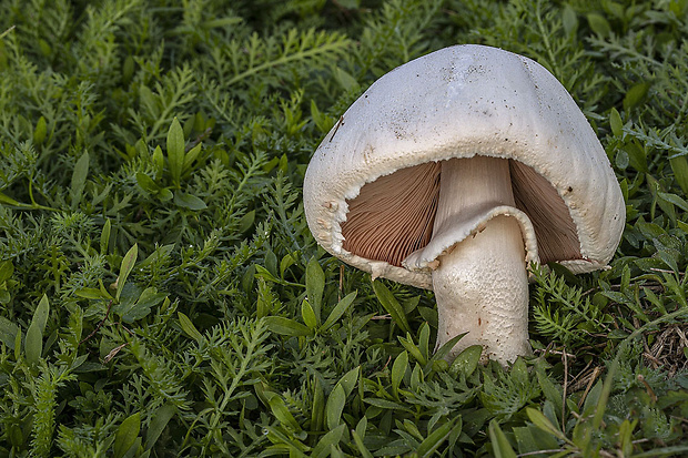 pečiarka nádherná Agaricus urinascens (Jul. Schäff. & F.H. Møller) Singer