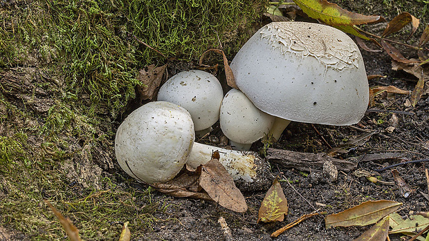 pečiarka páchnuca Agaricus xanthodermus Genev.