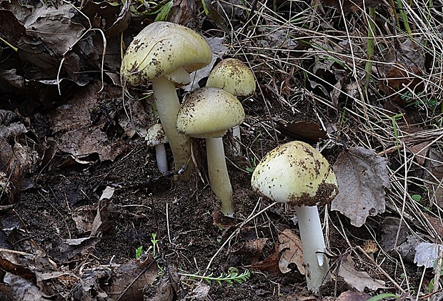 muchotrávka zelená Amanita phalloides (Vaill. ex Fr.) Link