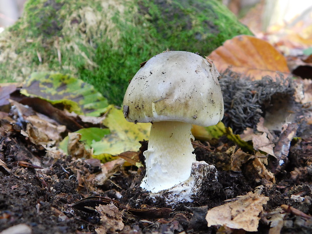 muchotrávka zelená Amanita phalloides (Vaill. ex Fr.) Link