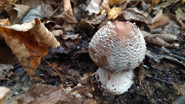 muchotrávka červenkastá Amanita rubescens Pers.