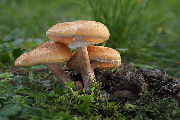 podpňovka Armillaria sp.