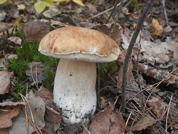 hríb smrekový Boletus edulis Bull.