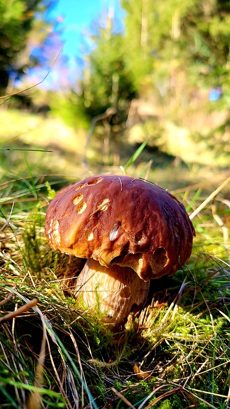 hríb smrekový Boletus edulis Bull.