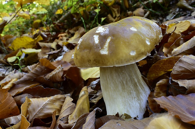 hríb smrekový Boletus edulis Bull.