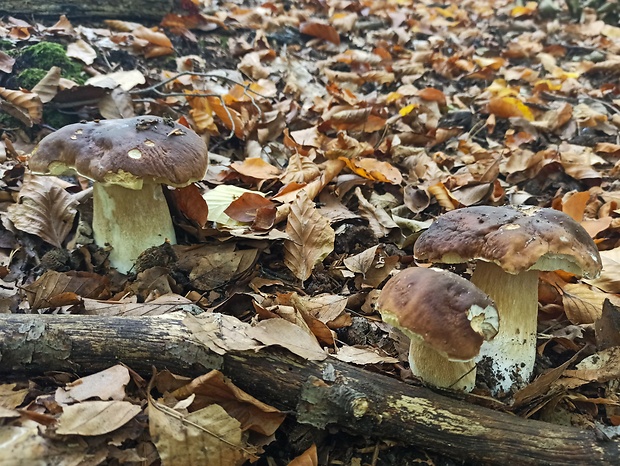 hríb smrekový Boletus edulis Bull.